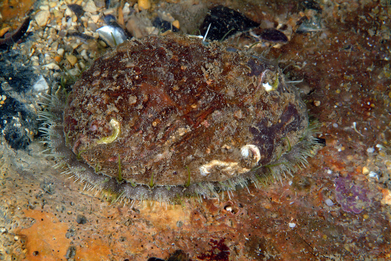 Haliotis sp.